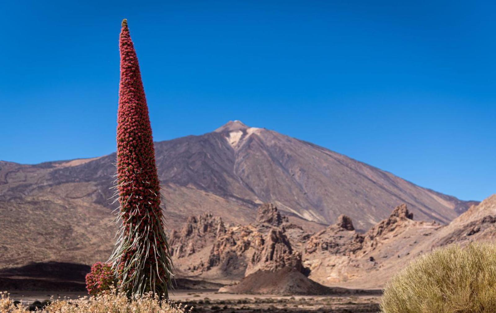 Kings Kapital Lägenhet Santa Cruz de Tenerife Exteriör bild